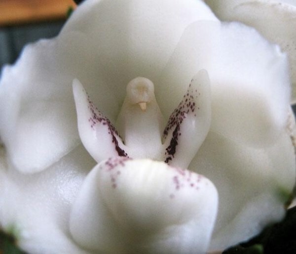 Орхидея-голубка (Перистерия Элата)