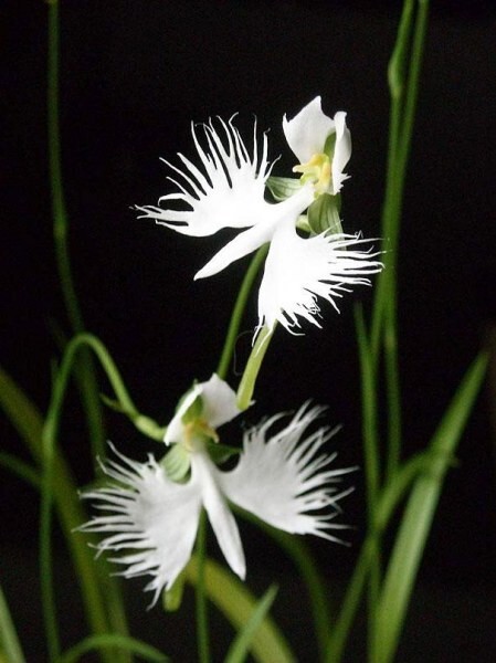 Орхидея белая цапля (Habenaria Radiata)