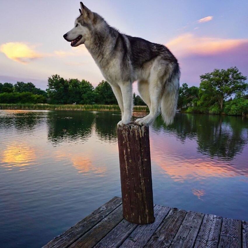 Волчья собака Локи, чья жизнь полна приключений