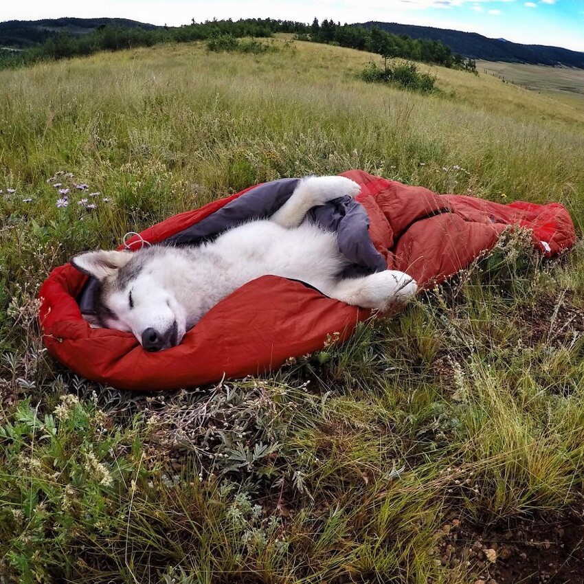 Волчья собака Локи, чья жизнь полна приключений