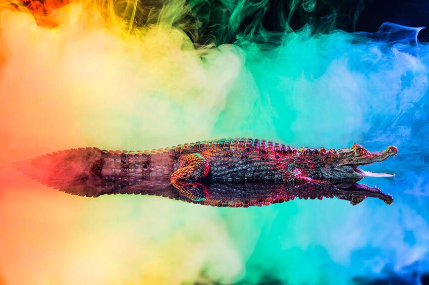 Увлекательные и красочные фотографии крокодиловых кайманов