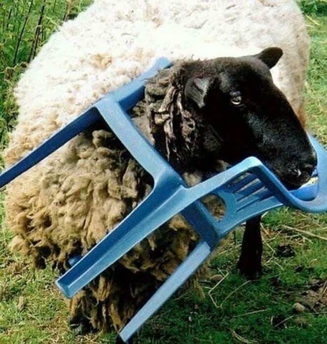 3. Бедная овечка