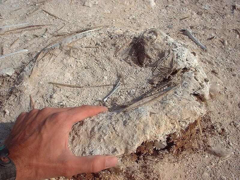 Гумно, гуменцо, гуано