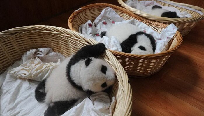 В 2015 году в Китае родились десять панд