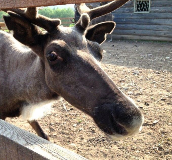 5. Это я, когда мне говорят не тупить, а я понимаю, что уже не в силах остановить этот процесс