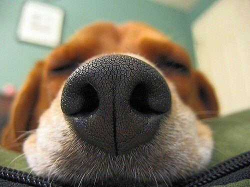 2. Тёплый и сухой нос собаки свидетельствует о недомогании