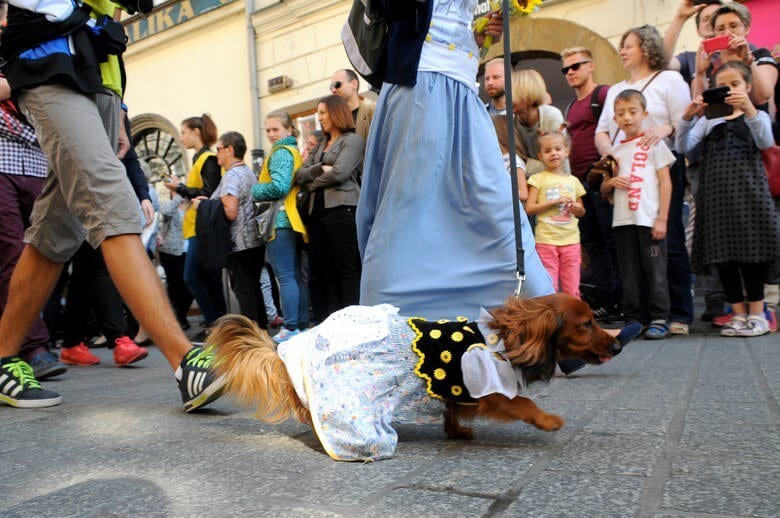 Dachshund Parade 2015 в Кракове