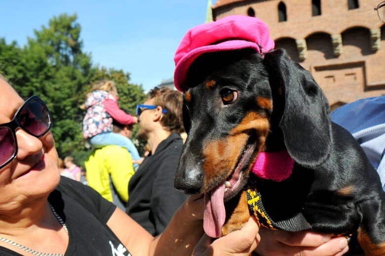 Dachshund Parade 2015 в Кракове