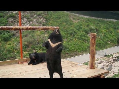 Медведи танцуют! 
