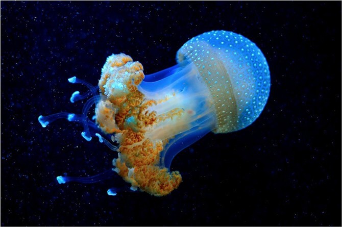 Она просто… космос! Глубоководная медуза
