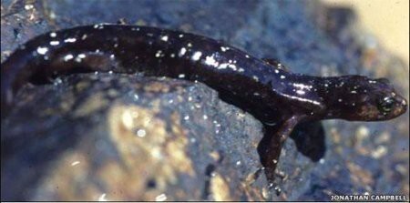 Мексиканскую саламандру Lungless, которая не имеет легких, но дышит через кожу и уголки рта…