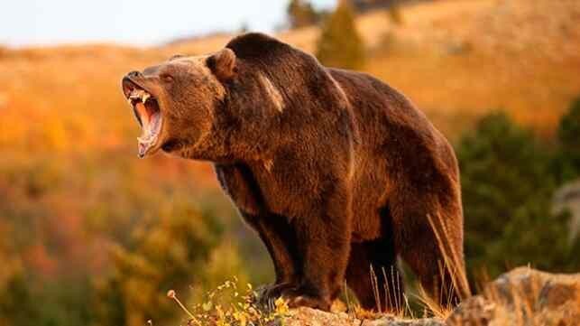 7. Притворитесь мертвым, чтобы избежать нападения медведя