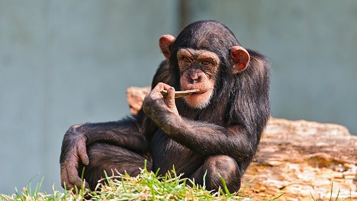 1 место: шимпанзе