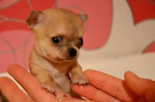 Знакомьтесь - это Туди - самая маленькая собака в мире