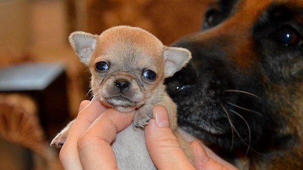 Знакомьтесь - это Туди - самая маленькая собака в мире
