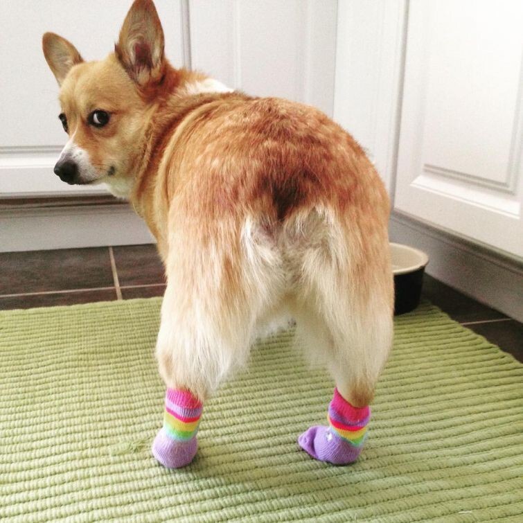 К осени готовы: собаки в носочках – новый милый тренд 