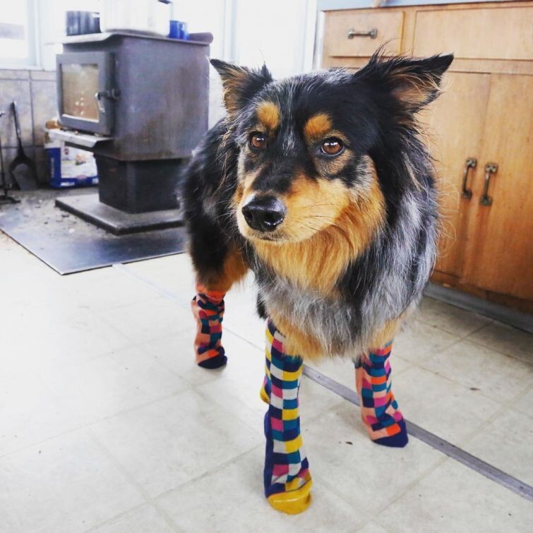 К осени готовы: собаки в носочках – новый милый тренд 