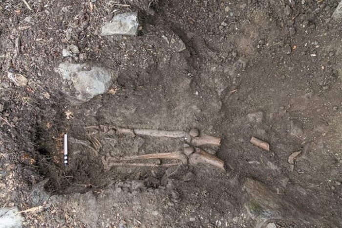 В Ирландии под поваленным деревом обнаружили древнюю могилу
