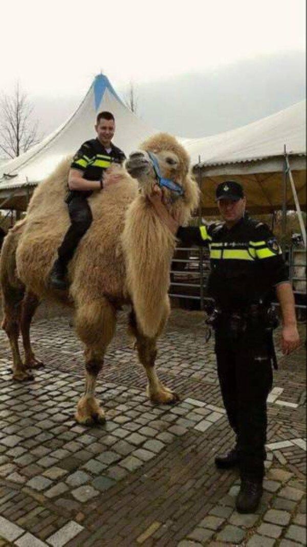 Полиция на верблюде