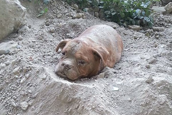 Педро Дини спас заживо погребенную собаку