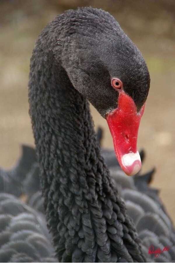 Красивые черные лебеди