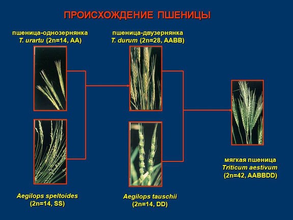 Шли годы