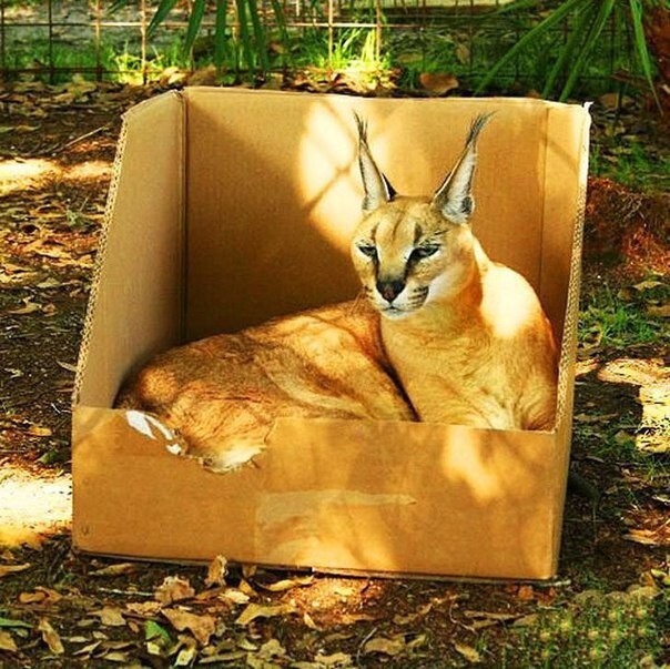Большие кошки в коробках