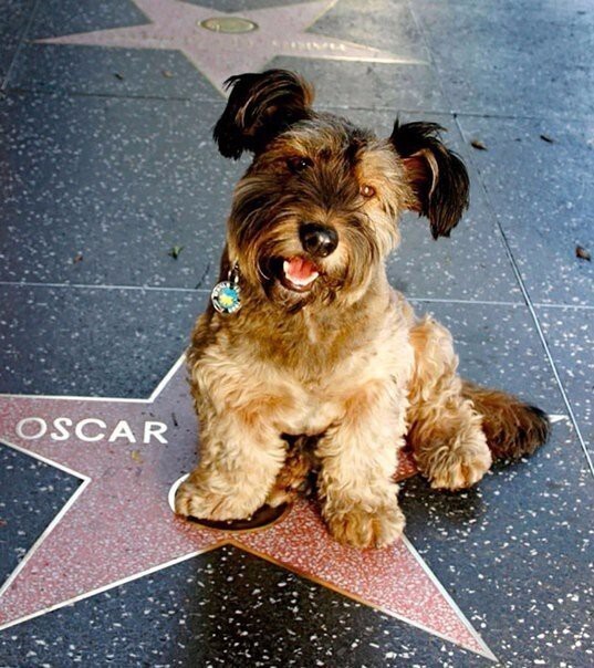 Оскар – пес-путешественник