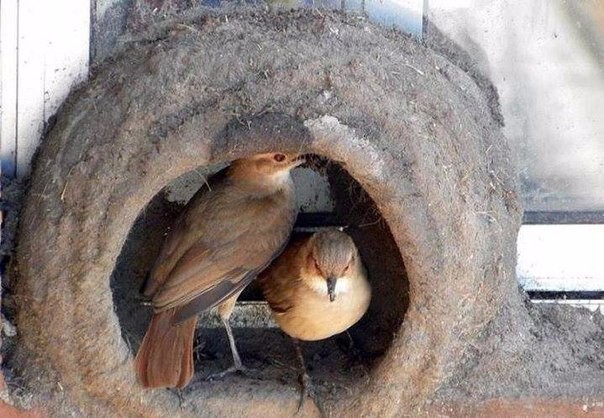 Как птицы строят гнезда