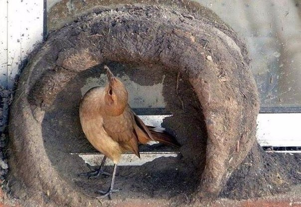 Как птицы строят гнезда