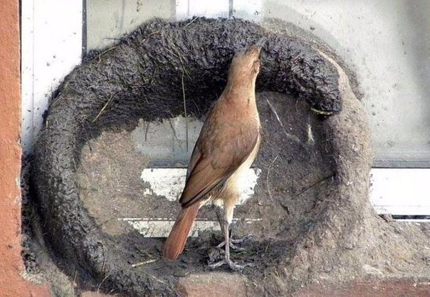 Как птицы строят гнезда