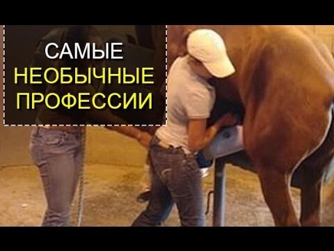 Самые необычные профессии в Мире 