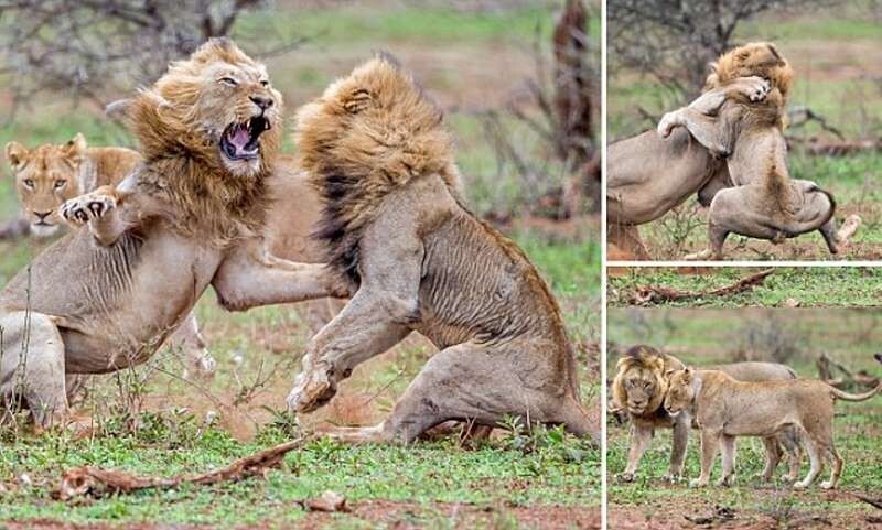 Схватка львов из-за самки