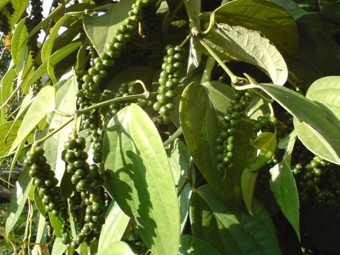 8. Белый, черный и зеленый перец является одним и тем же растением, плоды которого собраны в разное время. Растет он красивыми гроздьями по 20-30 зернышек в каждом.