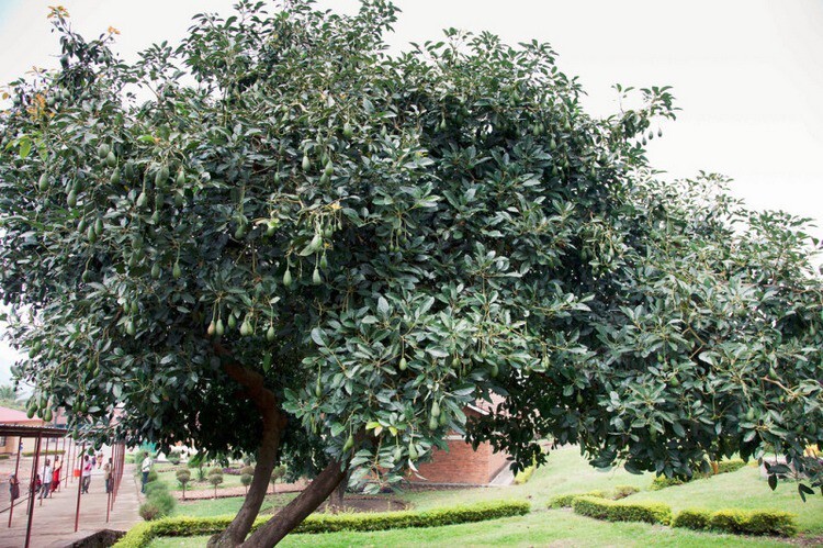 2. Авокадо или персея американская выглядит довольно презабавно, вися на дереве как на веревочках.