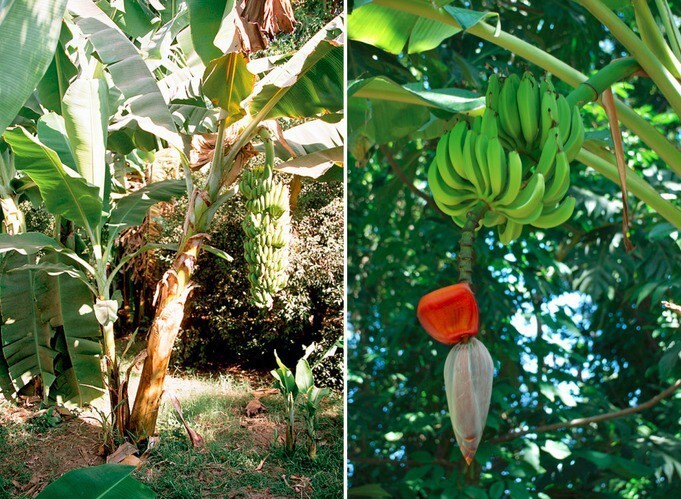 13. Бананы являются травянистым растением, а их цветки опыляют птицы и летучие мыши.