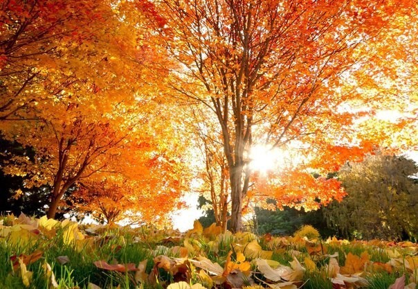 Фотографии, на которых осень фантастически прекрасна