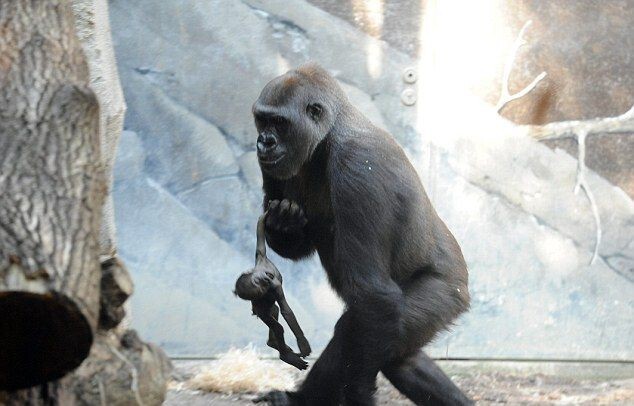Убитая горем горилла не хочет расставаться с мертвым детенышем