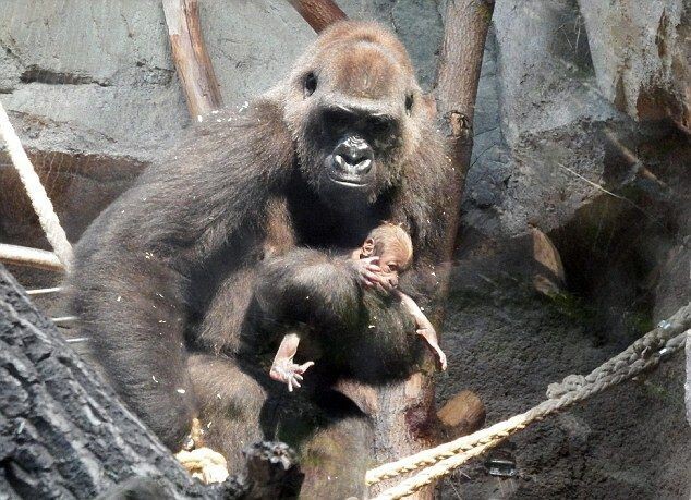 Убитая горем горилла не хочет расставаться с мертвым детенышем