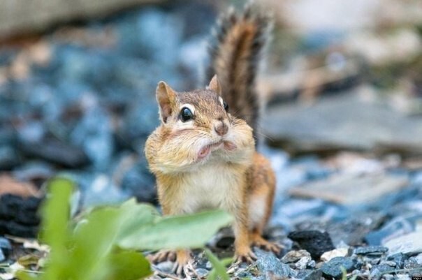 Животные, которых тоже удивляет этот мир