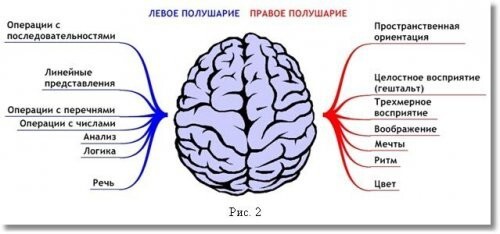 Топ-10: интересные факты о мозге