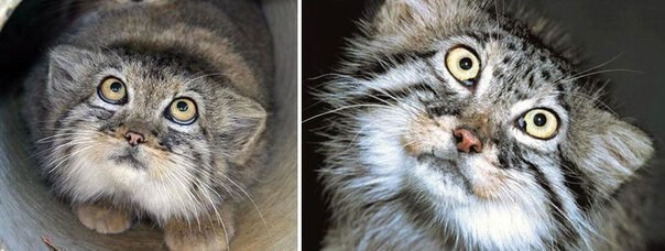 Манул — самая экспрессивная кошка в мире