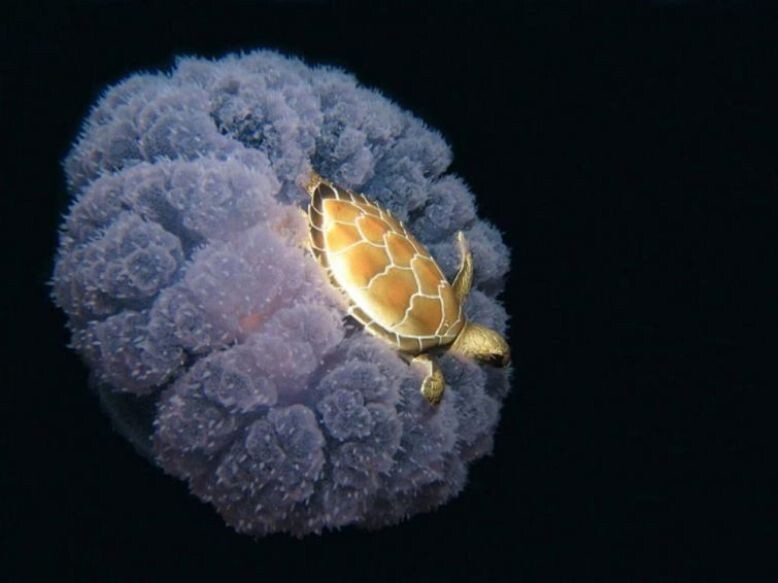 Наездница: черепаха оседлала медузу.