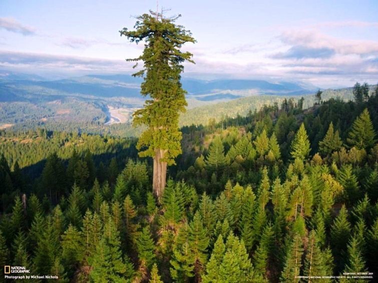 Самым высоким деревом на Земле является гиперион. Его высота — 115,6 м, а предполагаемый возраст — около 800 лет
