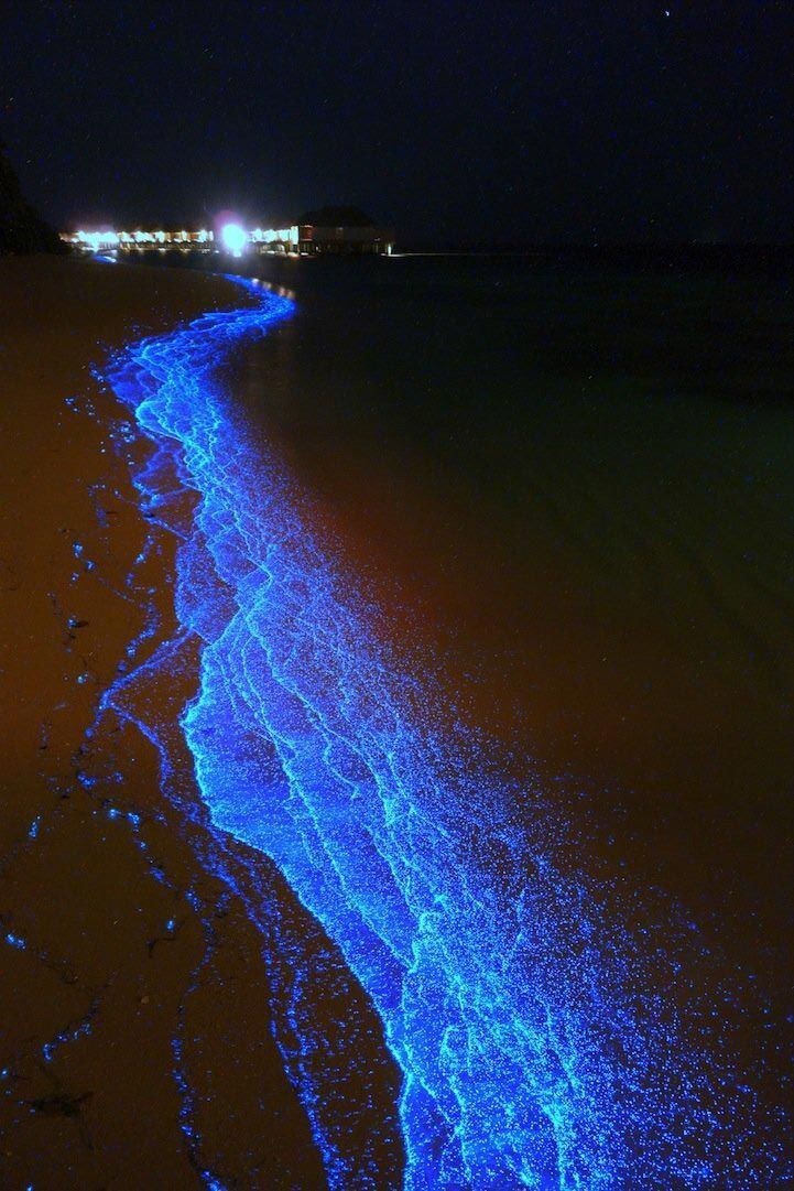 Фитопланктон на Мальдивах