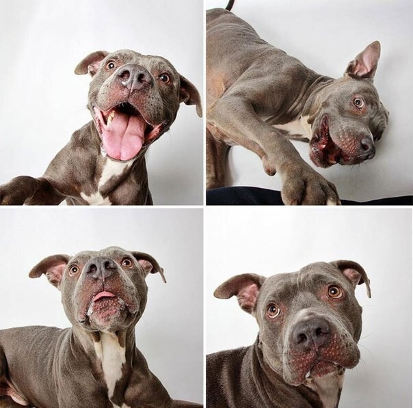 Фотографии собак из приюта для того, которым нужен новый дом