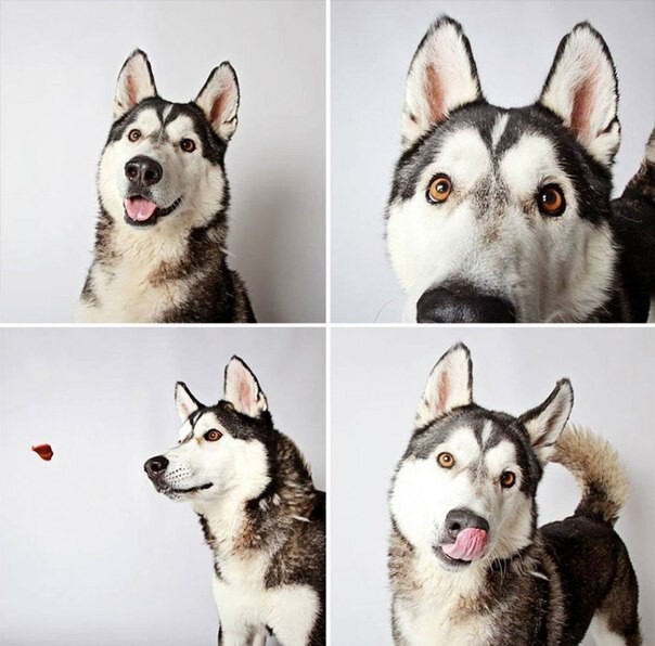 Фотографии собак из приюта для того, которым нужен новый дом