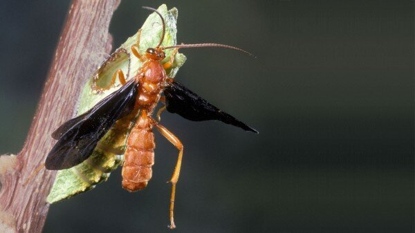 ГМО бабочка с геном осы. Сделано природой