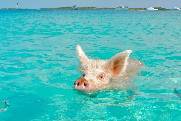 Уникальные плавающие свиньи на одном из Багамских островов
