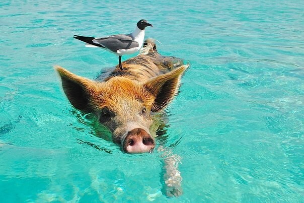 Уникальные плавающие свиньи на одном из Багамских островов